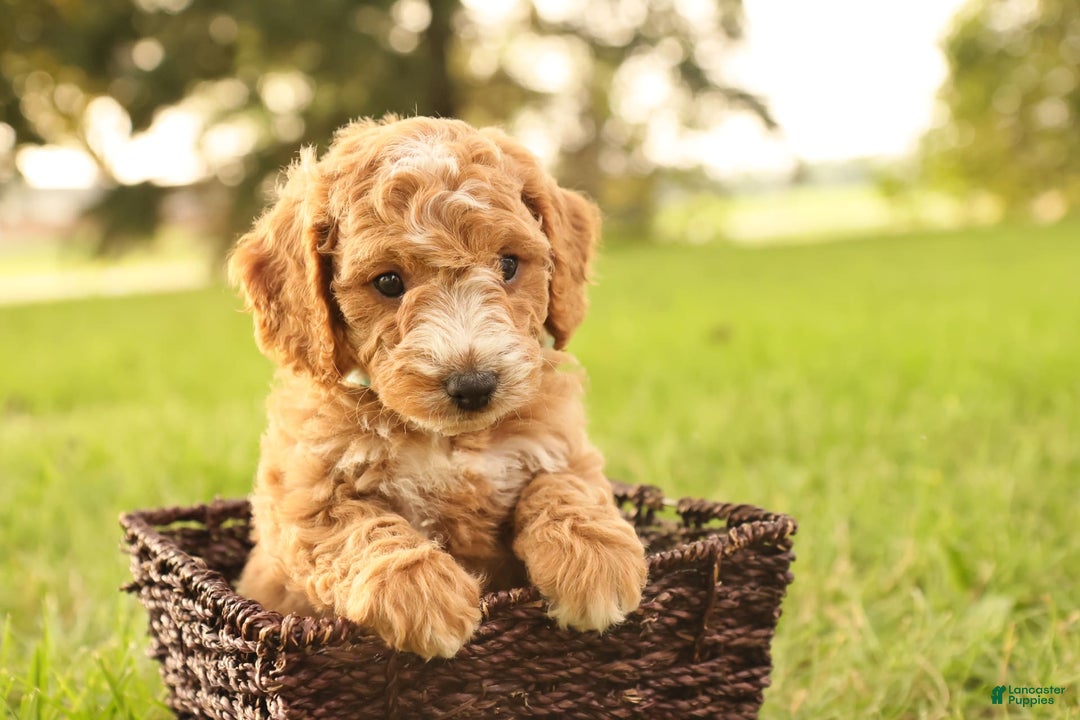 Mini Goldendoodle dogs for sale: Jasmine - Image 9