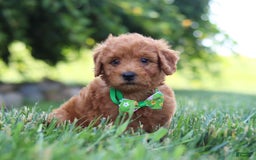 Mini Goldendoodle dogs for sale: Fletcher - Image 3
