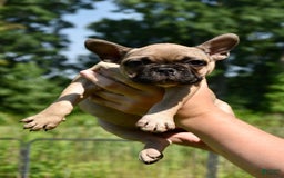 French Bulldog dogs for sale: Laia - Image 6