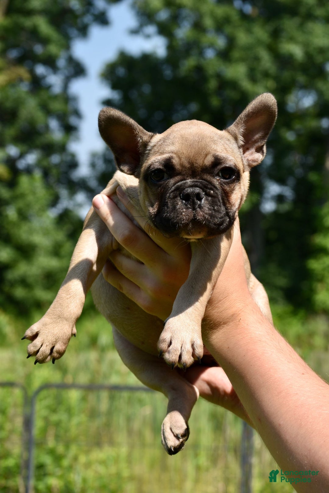 French Bulldog dogs for sale: Laia - Image 6