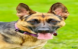 German Shepherd dogs for sale: Rolfe - Image 4