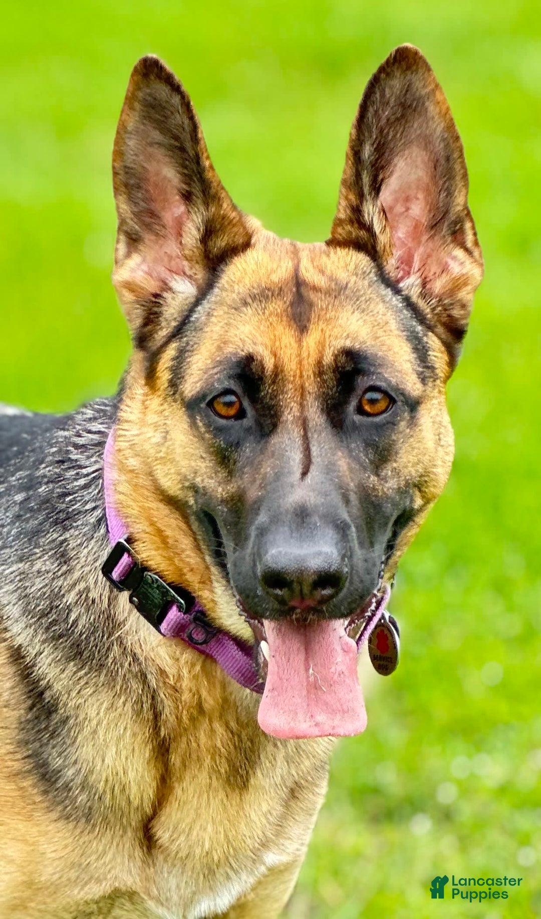 German Shepherd dogs for sale: Rolfe - Image 4