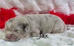 Newfoundland dogs for sale: Jax - Image 10