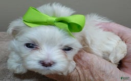 Maltese dogs for sale: Titan - Image 14