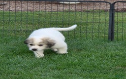 Great Pyrenees dogs for sale: Barrett - Image 1