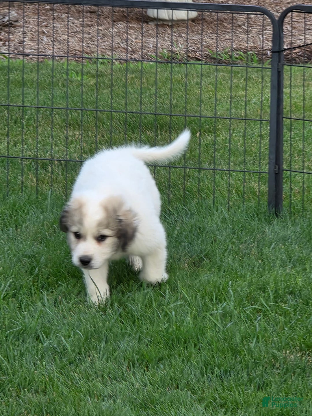 Great Pyrenees dogs for sale: Barrett - Image 1