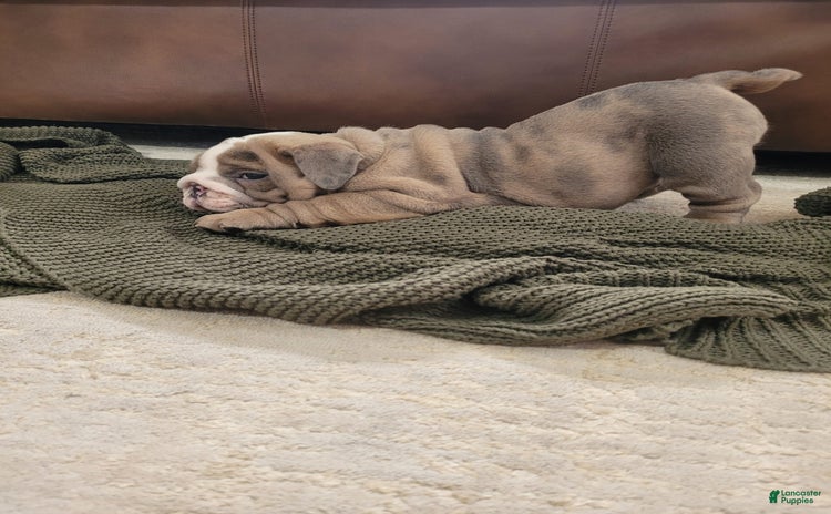 English Bulldog dogs for sale - Ad 1
