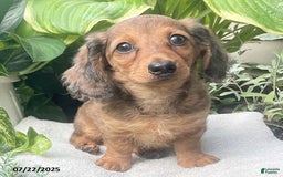 Miniature Dachshund dogs for sale: Capptain Coffee - Image 1