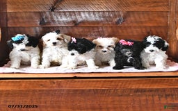 Miniature Poodle dogs for sale: Aster - Image 2