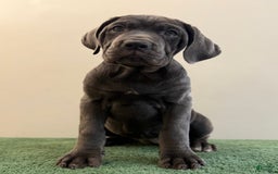 Cane Corso dogs for sale: Madonna - Image 1