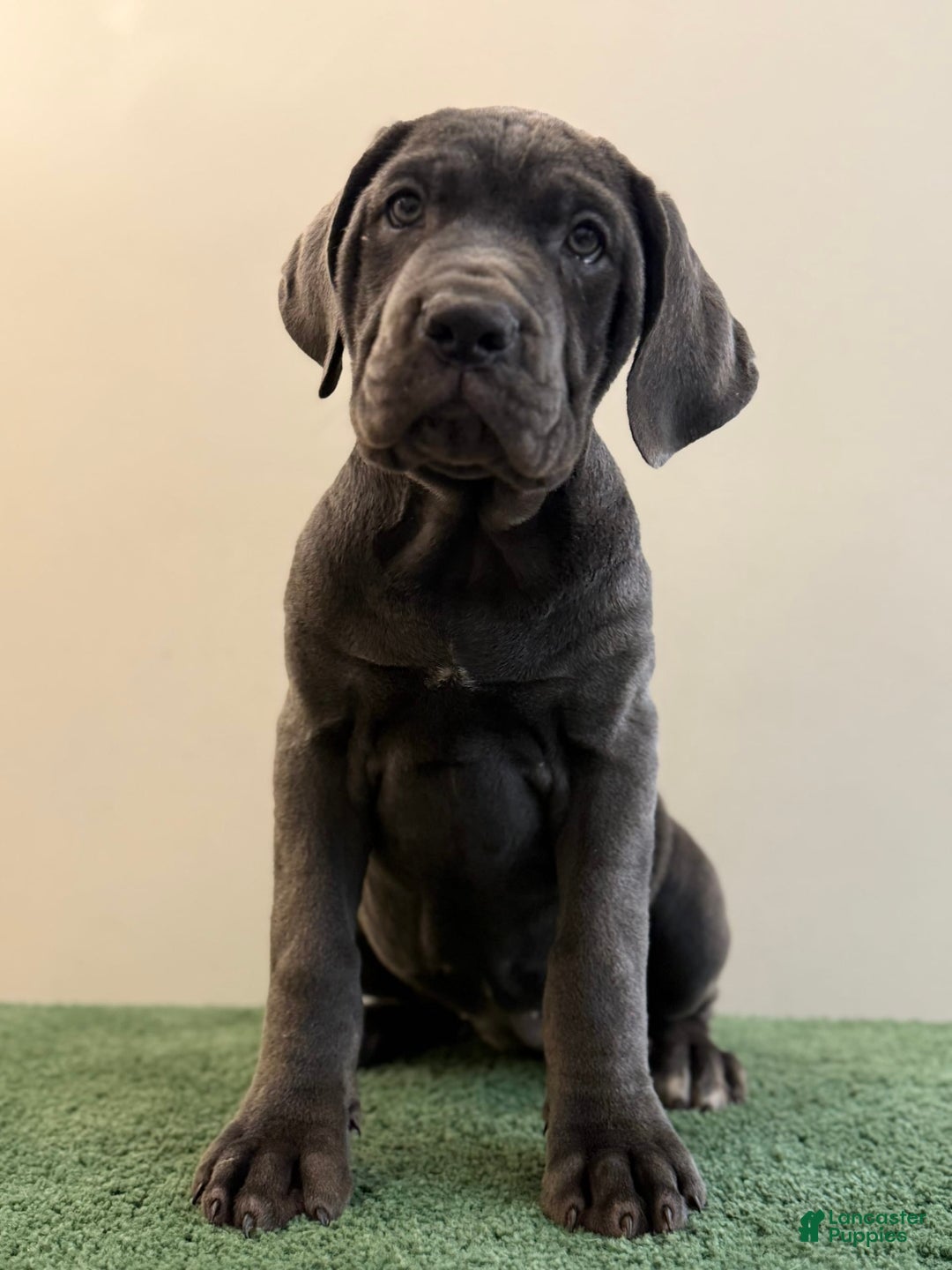 Cane Corso dogs for sale: Madonna - Image 1