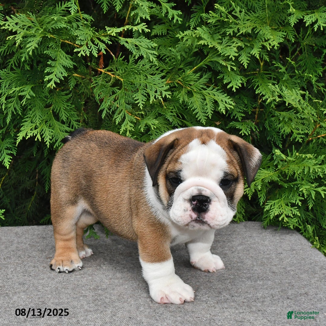 English Bulldog dogs for sale: Rolo - Image 4