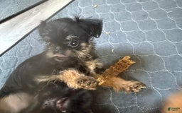Brussels Griffon dogs for sale: Gary - Image 4