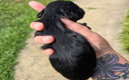 Miniature Schnauzer dogs for sale: Pup 4 - Image 4