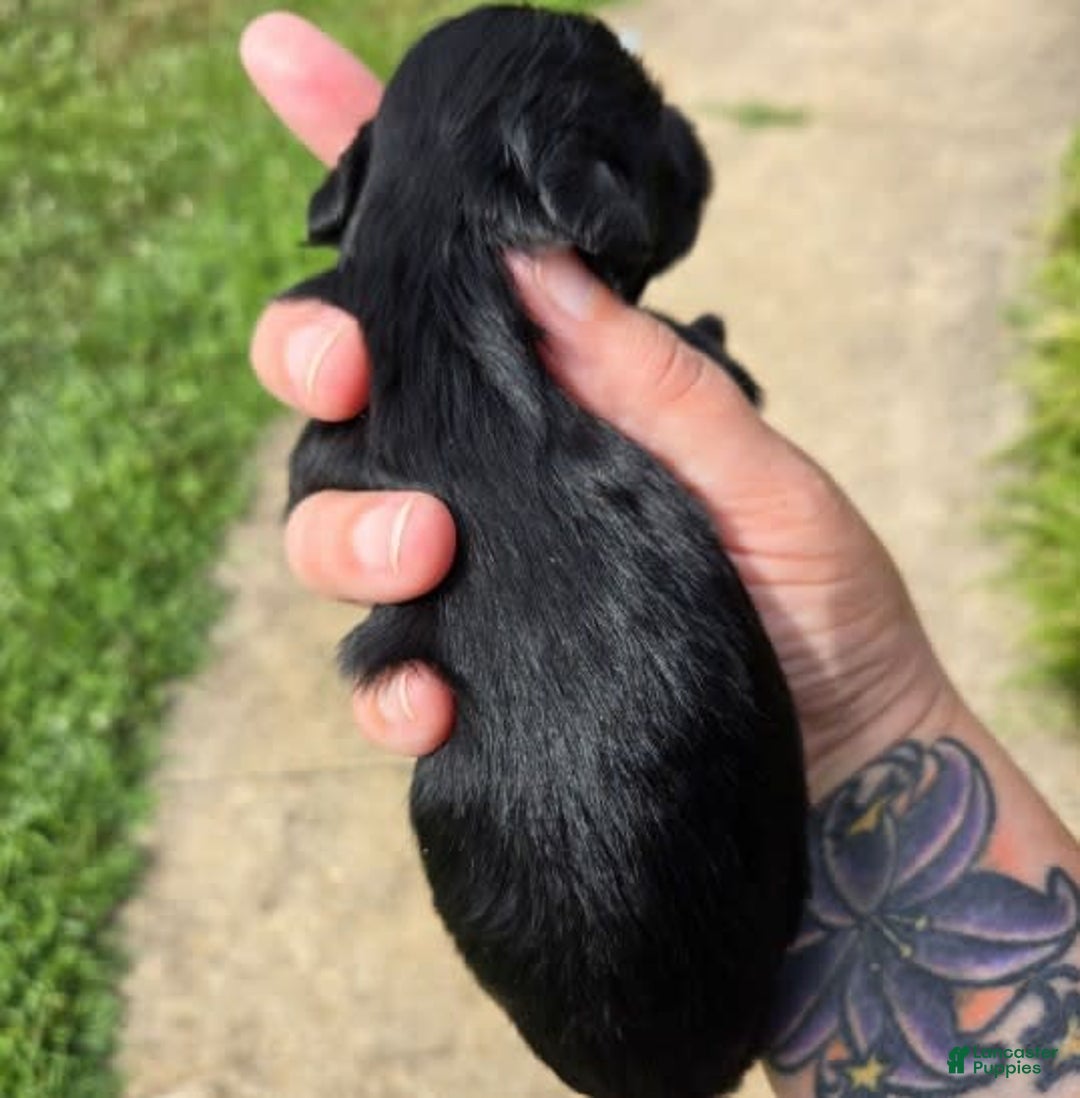 Miniature Schnauzer dogs for sale: Pup 4 - Image 4