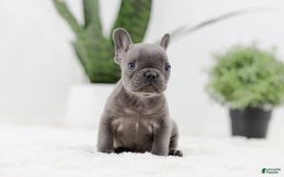 French Bulldog dogs for sale: Rhonda - Image 9