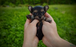 Morkie dogs for sale: "teacup" Cricket - Image 11