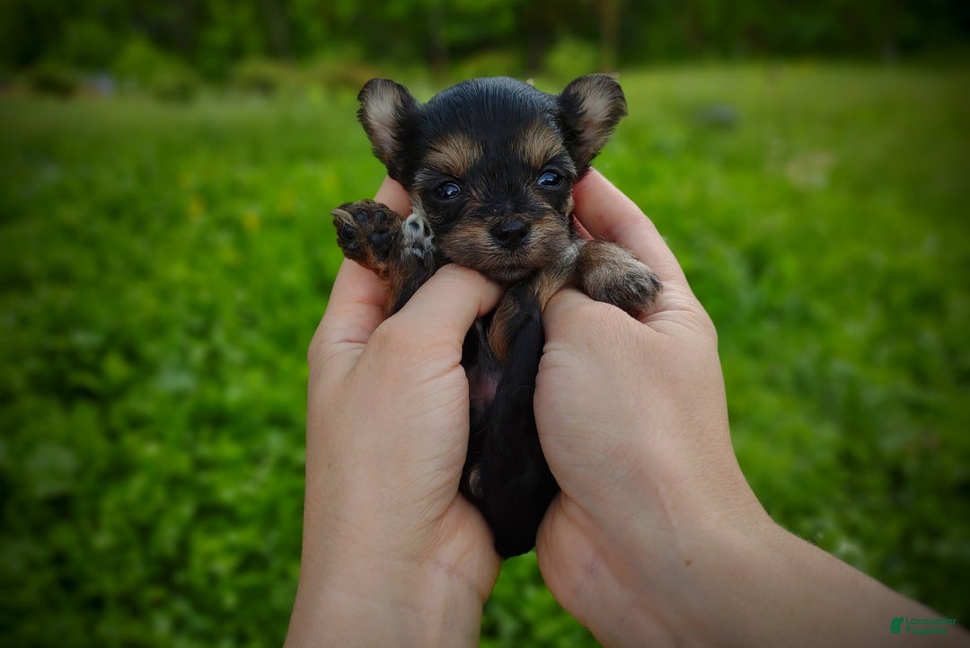 Morkie dogs for sale: "teacup" Cricket - Image 11