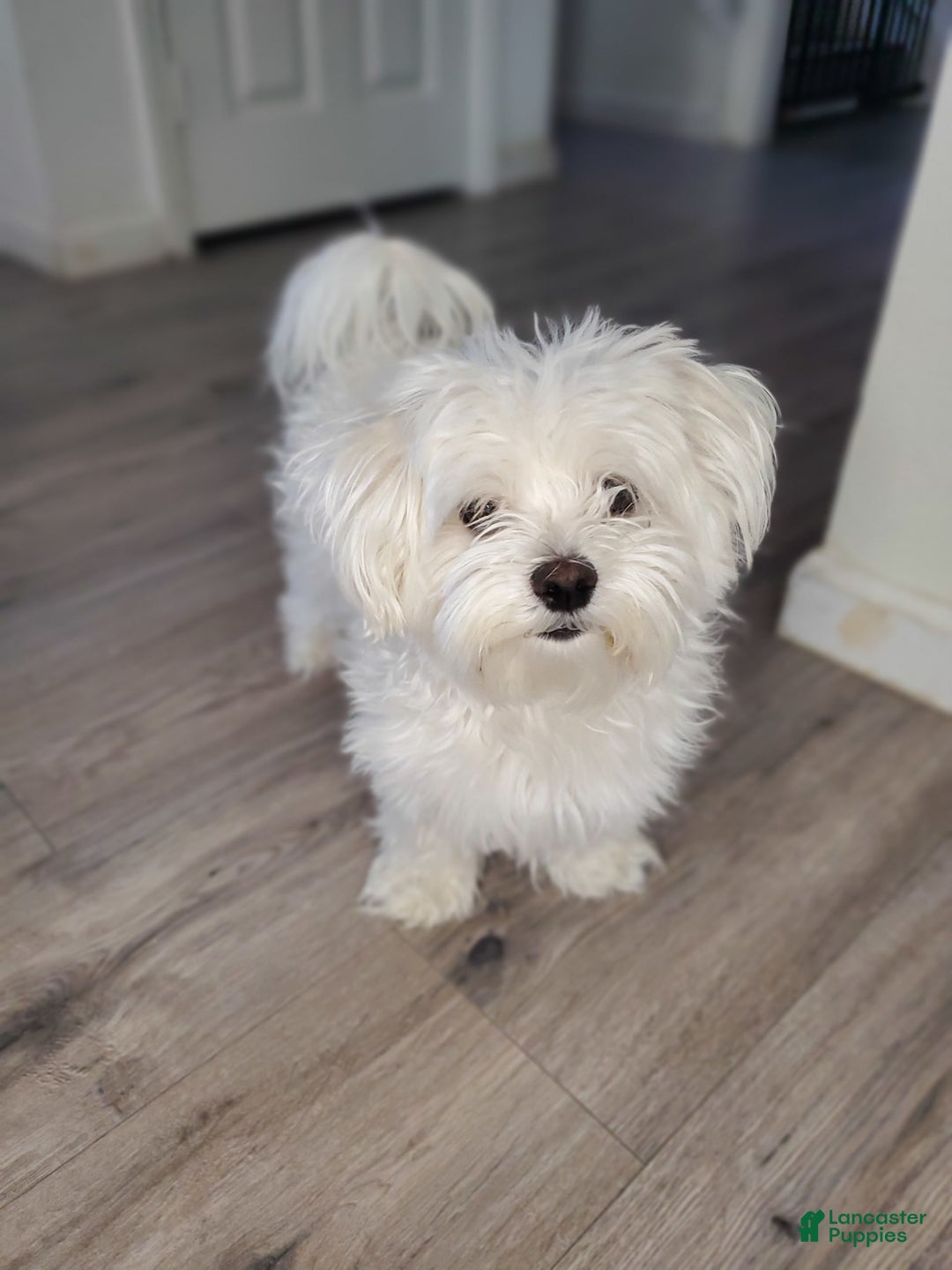 Maltese dogs for sale: Pepe - Image 16