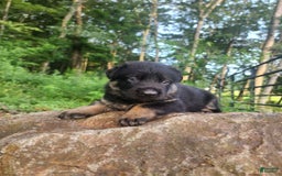 German Shepherd dogs for sale: Kai - Image 1
