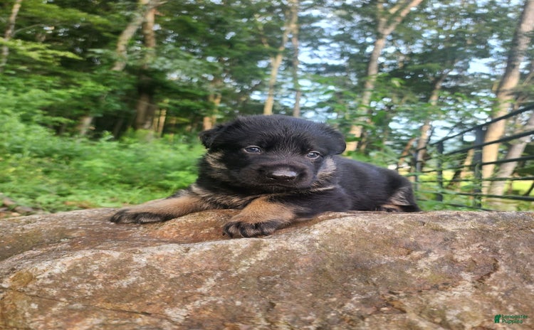 German Shepherd dogs for sale - Ad 1