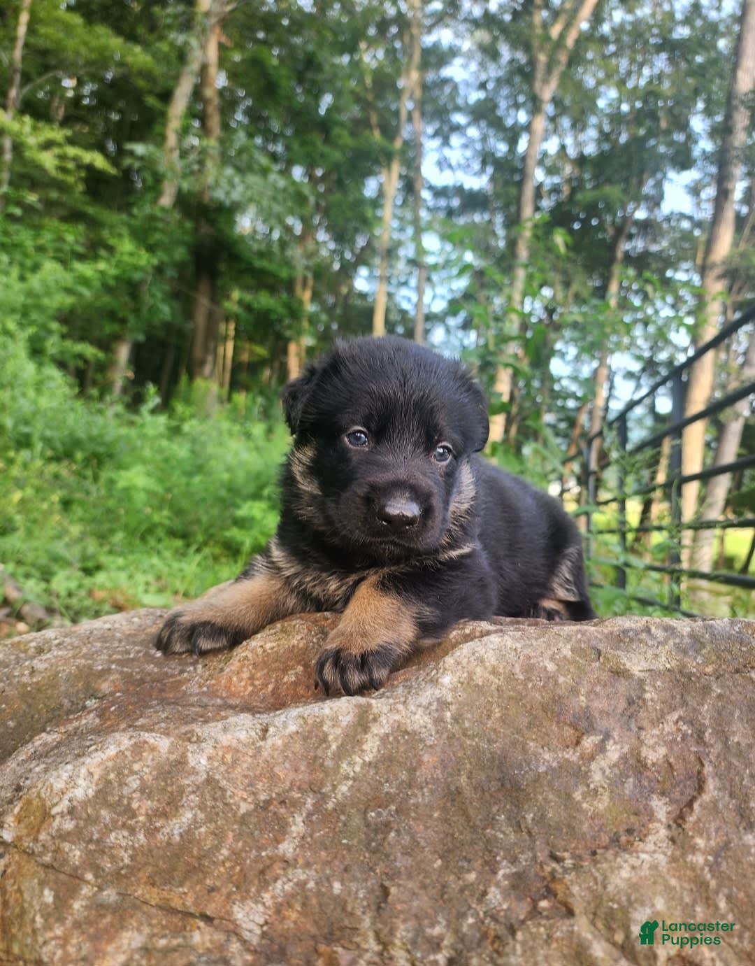 German Shepherd dogs for sale: Kai - Image 1