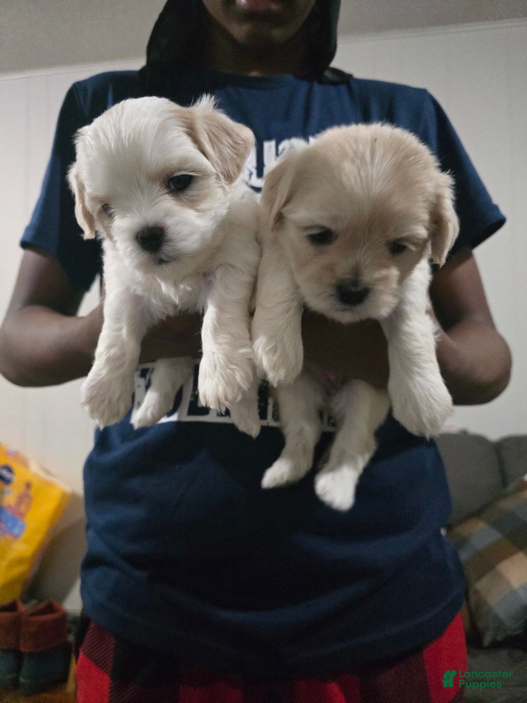 Cavapoo dogs for sale: Male 4 White With Tan - Image 5