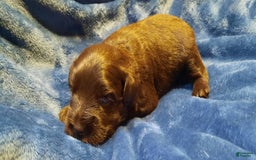 Miniature Schnauzer dogs for sale: Girl3 - Image 12