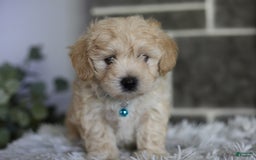 Maltipoo dogs for sale: Yogi - Image 2