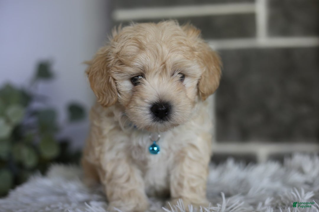 Maltipoo dogs for sale: Yogi - Image 2