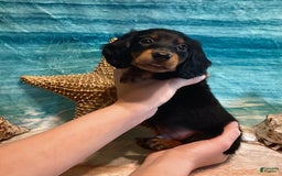 Miniature Dachshund dogs for sale: Donald - Petite - Image 1