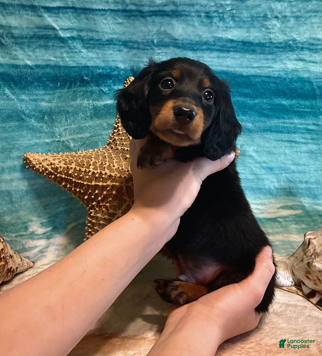 Miniature Dachshund dogs for sale: Donald - Petite - Image 1