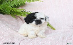 Miniature Poodle dogs for sale: Haven - Image 5