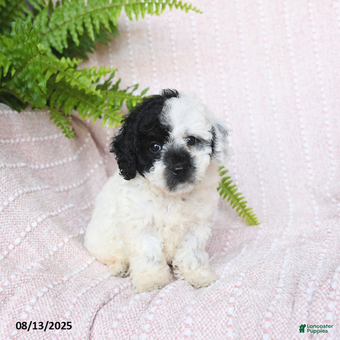 Miniature Poodle dogs for sale: Haven - Image 5