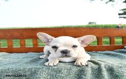French Bulldog dogs for sale: Lily - Image 7