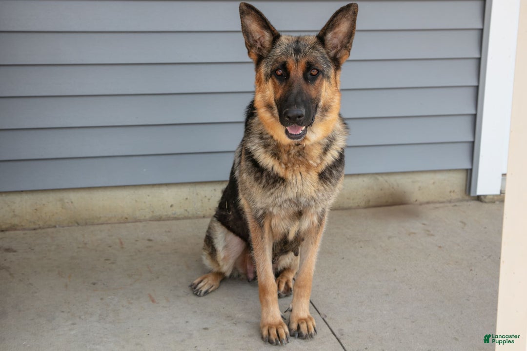 German Shepherd dogs for sale: Mika - Image 2