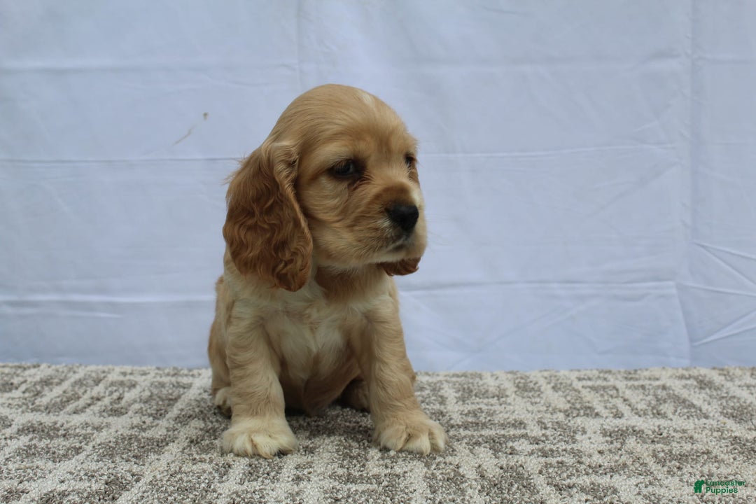 Cocker Spaniel dogs for sale: Reed - Image 2