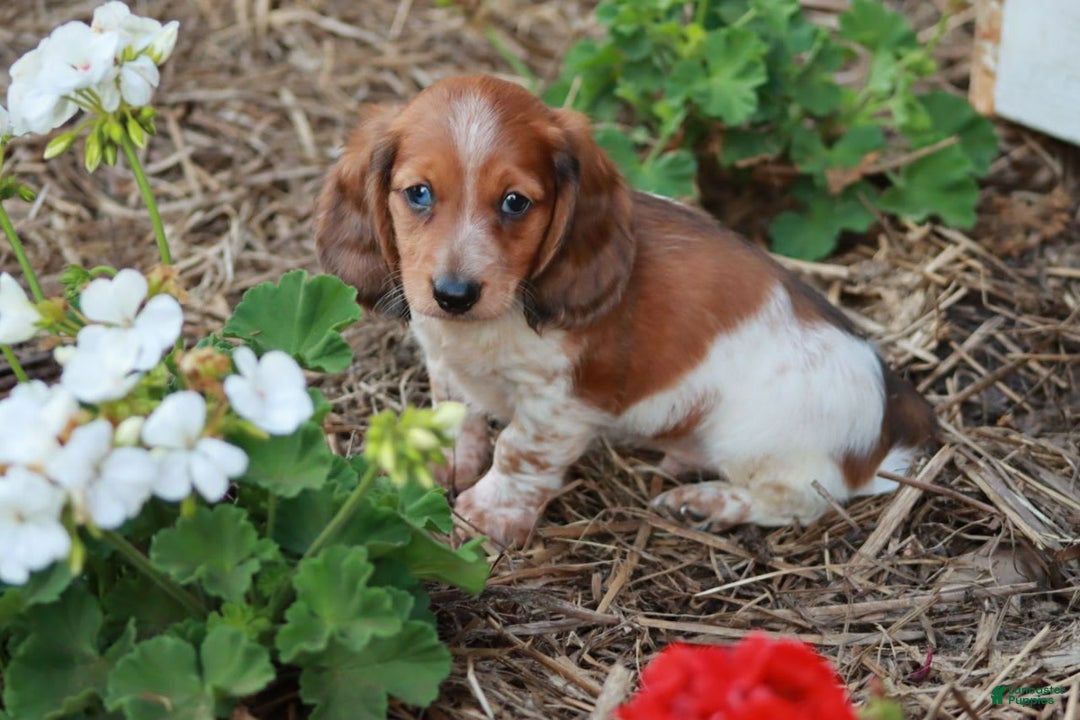 Miniature Dachshund dogs for sale: Whitney - Image 5