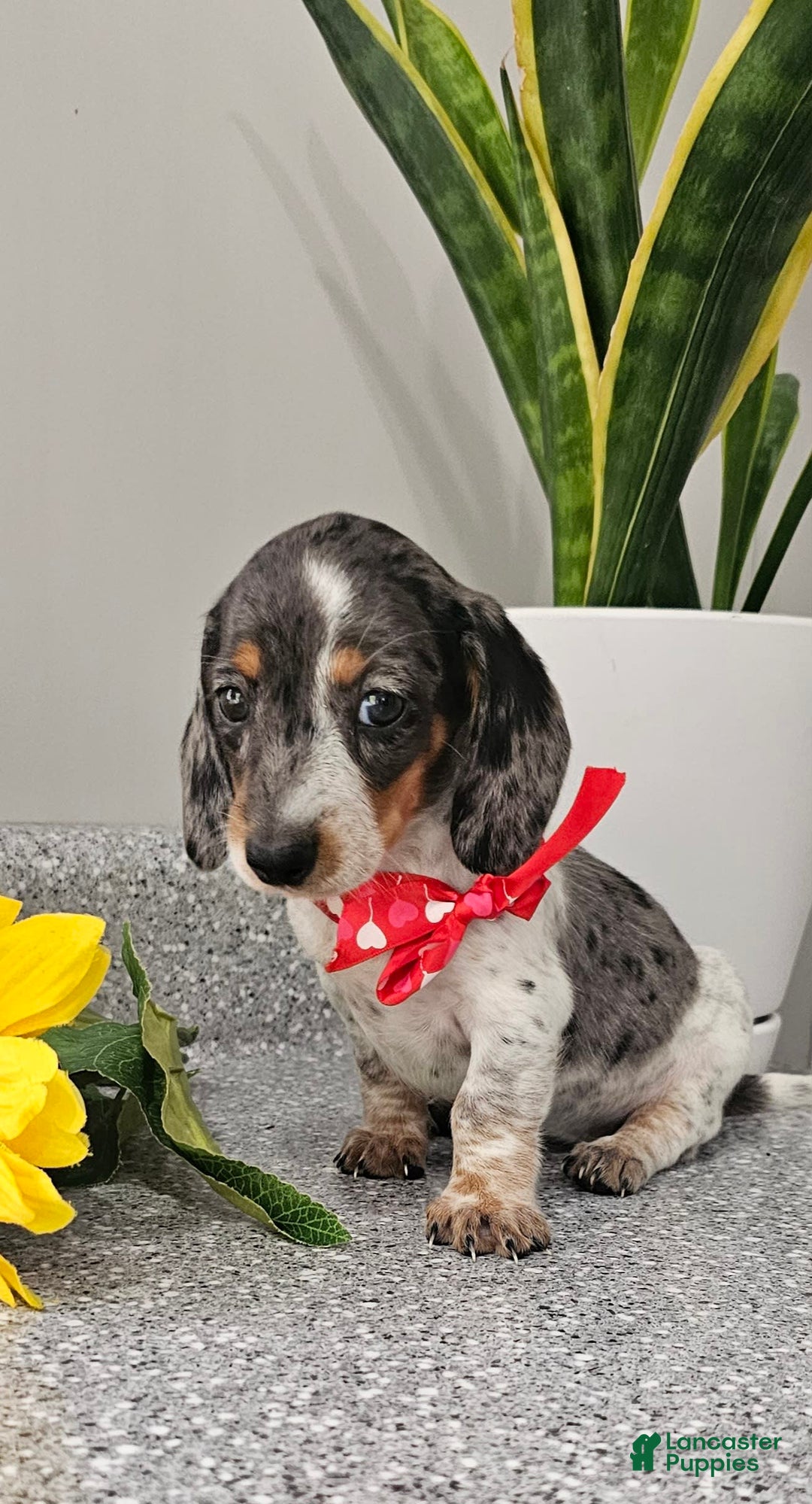 Dachshund dogs for sale: Miss Bailey - Image 6
