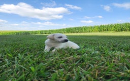 Labrador Retriever dogs for sale: Milo - Image 2