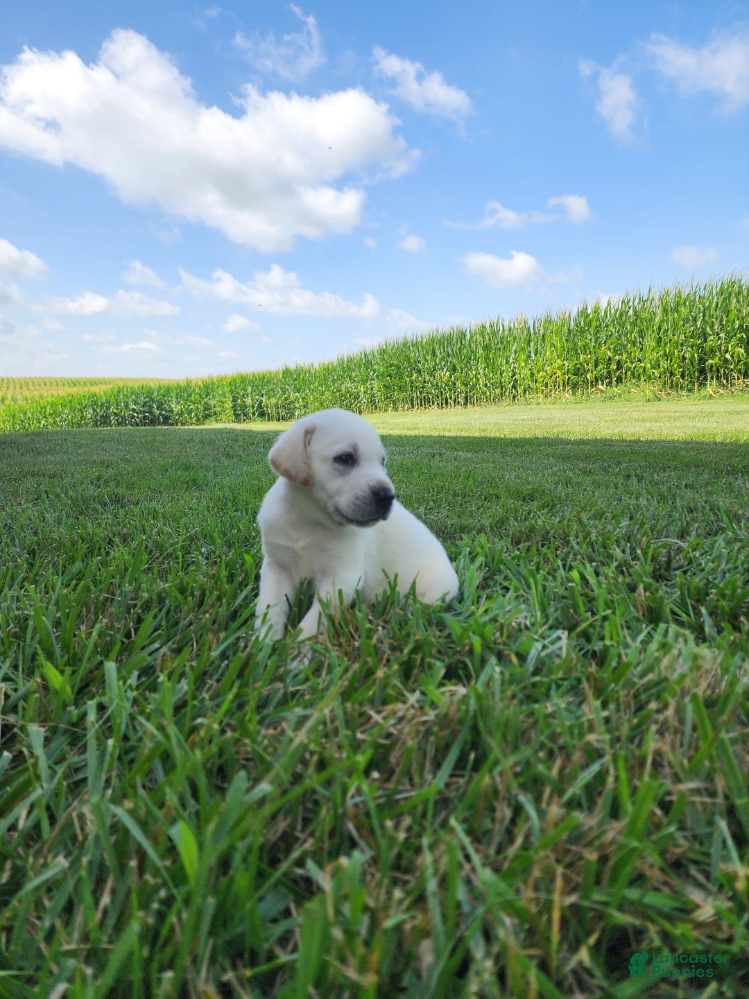 Labrador Retriever dogs for sale: Milo - Image 2
