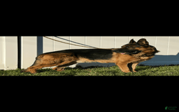 German Shepherd dogs for sale: Sadie - Image 5