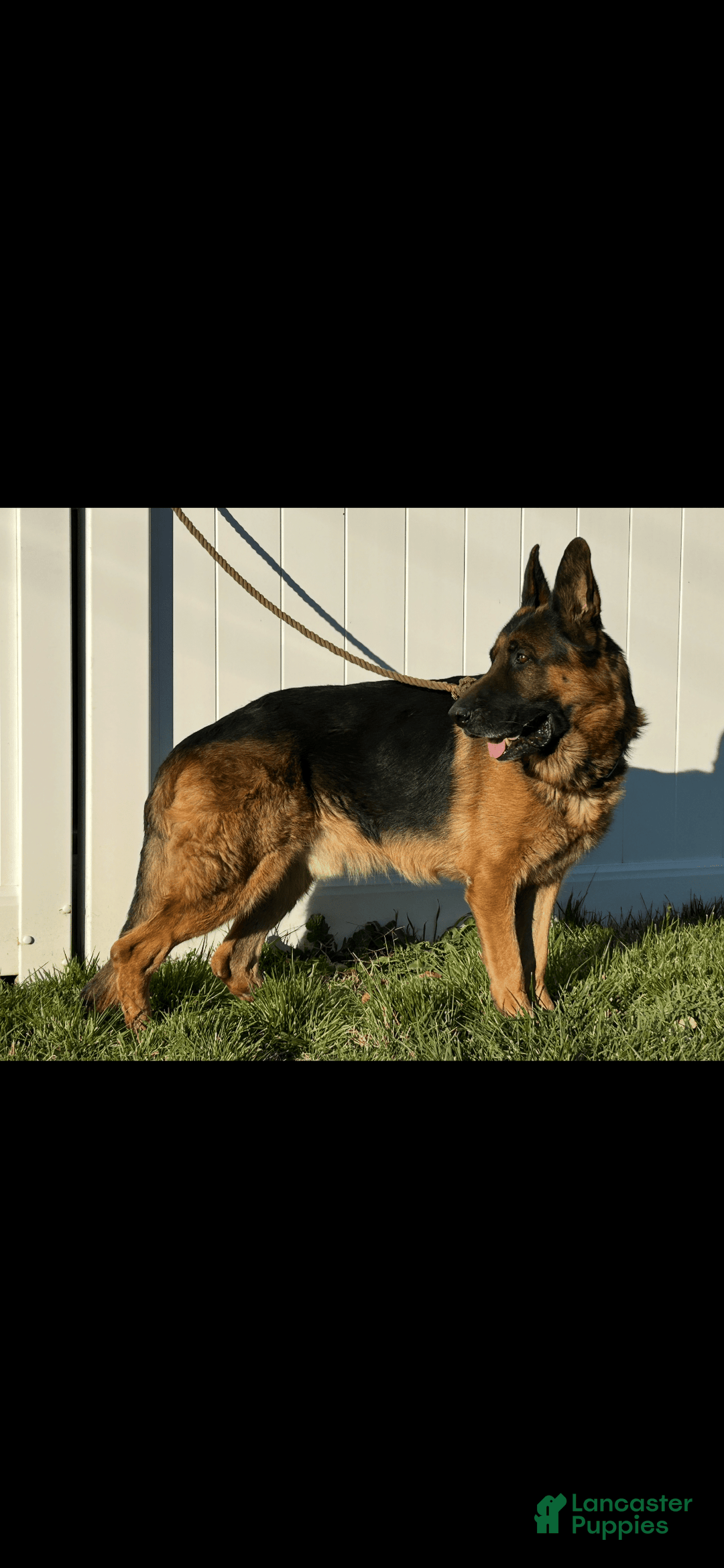 German Shepherd dogs for sale: Sadie - Image 5