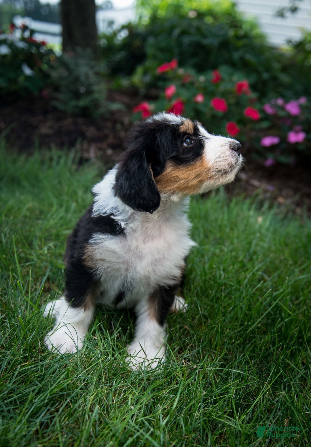 Bernedoodle dogs for sale: Ranger - Image 7