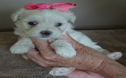 Maltese dogs for sale: Tinker - Image 12