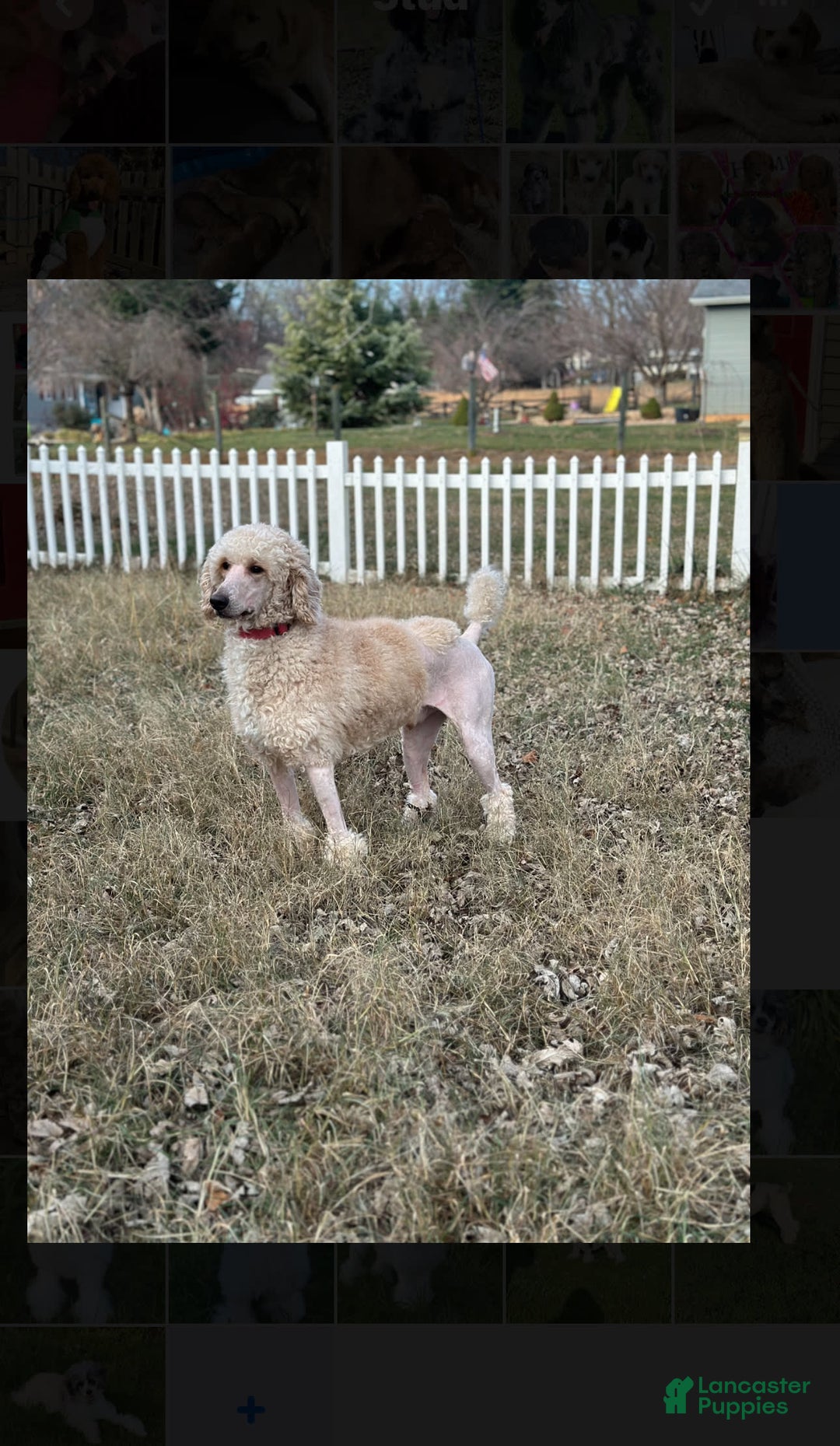 Standard Poodle dogs for stud: Blanc - Image 3