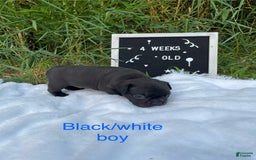 French Bulldog dogs for sale: Eric Bass - Image 1