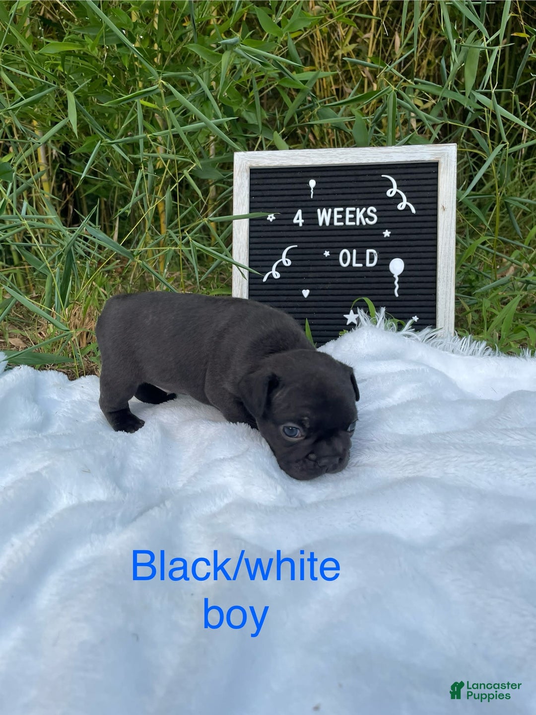 French Bulldog dogs for sale: Eric Bass - Image 1