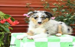 Shetland Sheepdog dogs for sale: Pal - Image 5