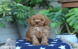 Miniature Poodle dogs for sale: Weston - Image 5